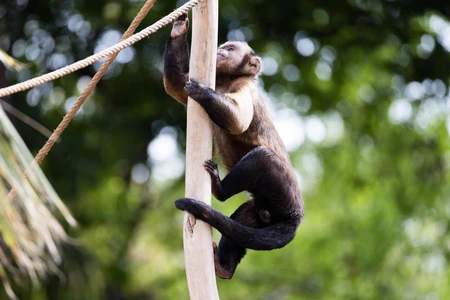 Monkey Climbing in Nature