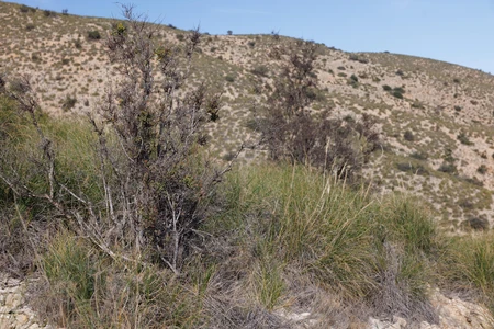 Desert Landscape