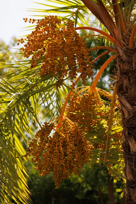 Palm Tree with Fruit