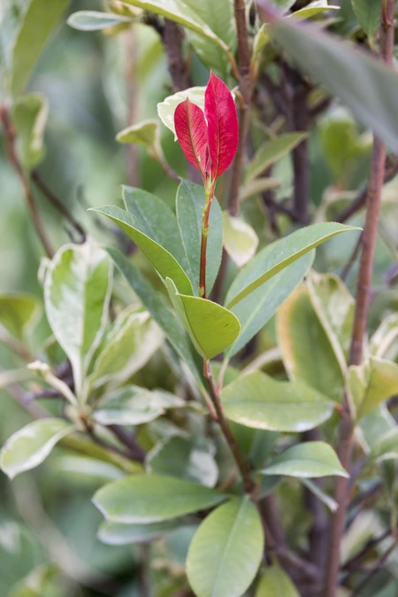 Vibrant Leaf and Foliage