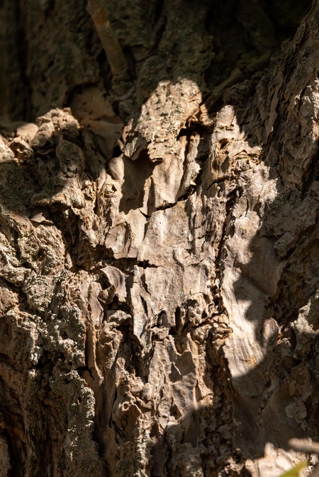 Close-up of Tree Bark