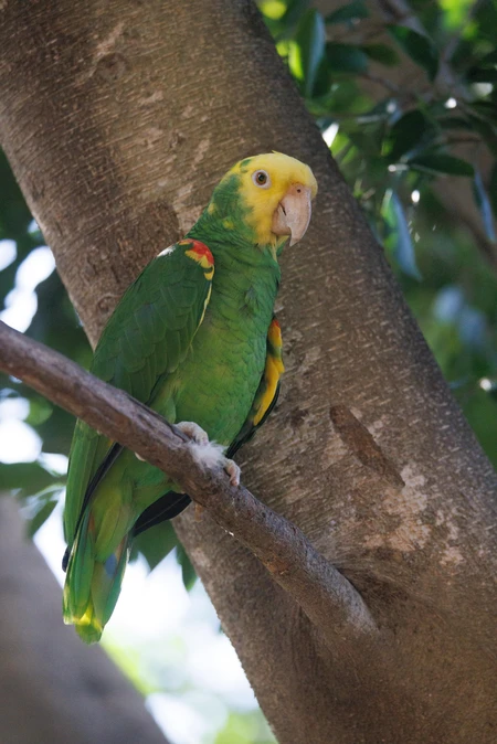 Colorful Parrot in Nature