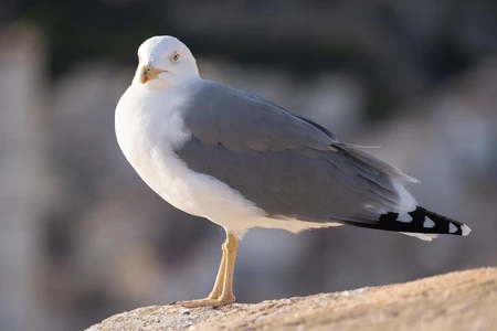 Seagull on a Rock