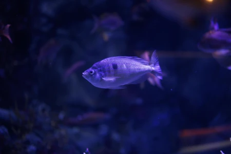 Underwater Serenity