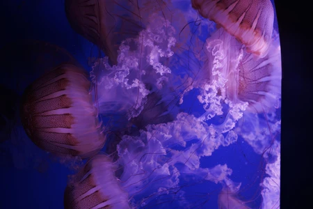 Underwater Elegance