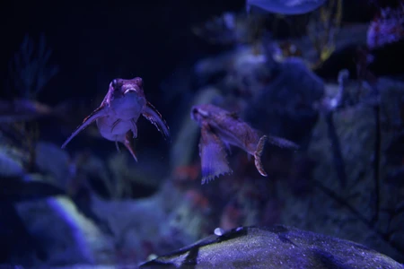 Underwater Fish Encounter