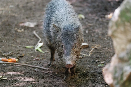 Wild Boar in Natural Habitat