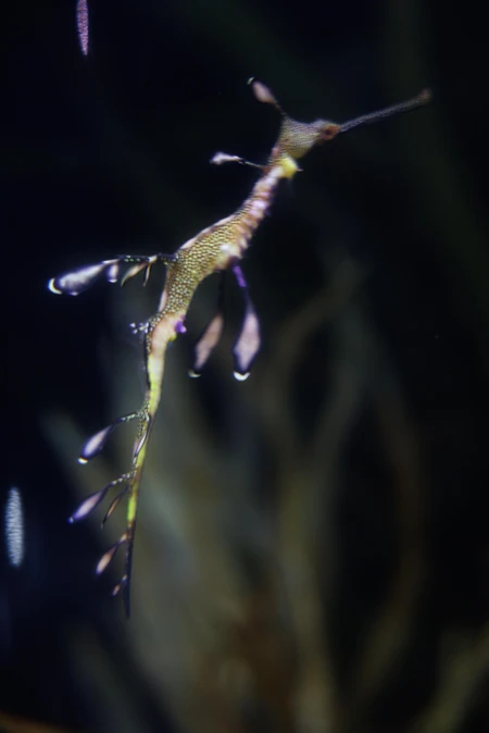 Sea Dragon in the Ocean