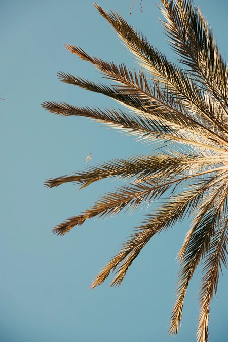 Palm Leaves Against Blue Sky