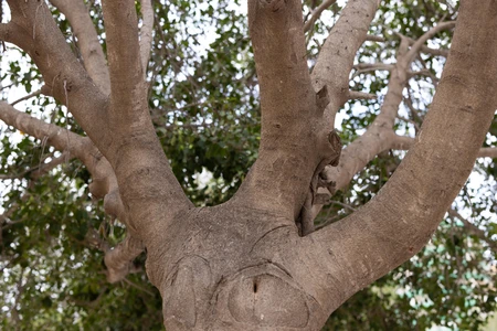 Majestic Tree Trunk
