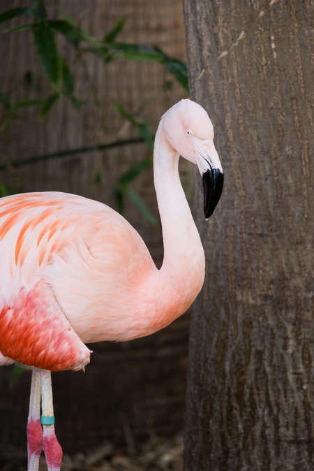 Pink Flamingo in Nature