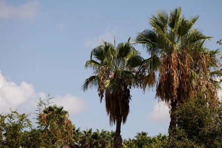 Tropical Palm Trees