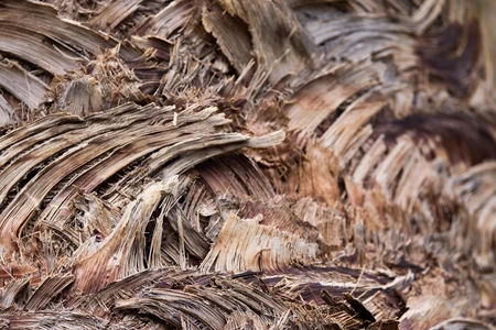 Natural Bark Texture