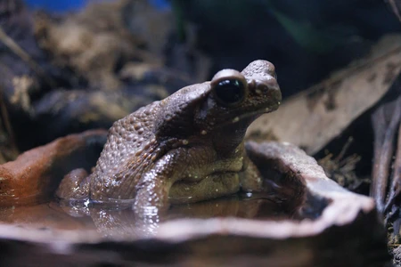 Frog in Natural Habitat