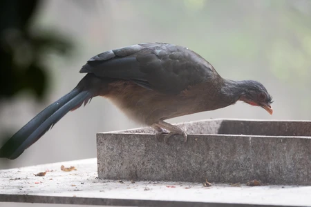 Bird Perched on Ledge