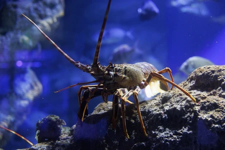 Lobster in Aquarium
