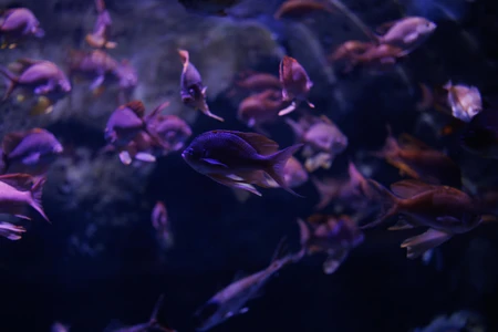 Enchanting Aquarium