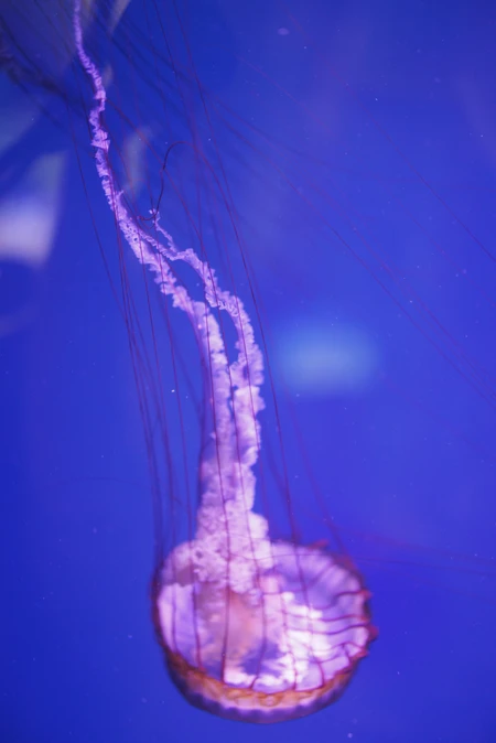 Graceful Jellyfish in Blue Waters