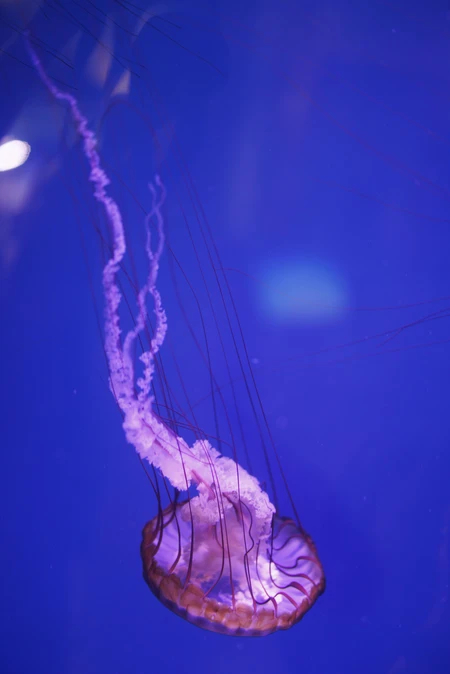 Graceful Jellyfish in Blue Waters