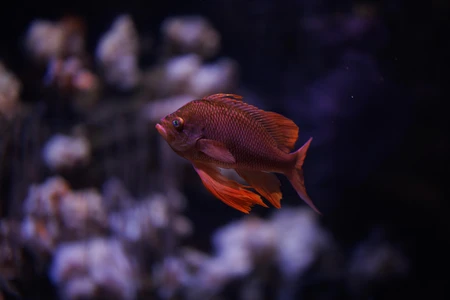 Colorful Fish in Aquarium