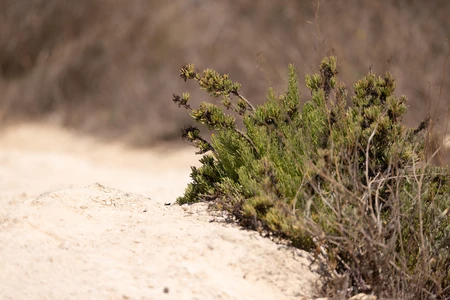 Desert Shrub