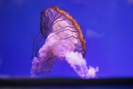 Graceful Jellyfish Underwater