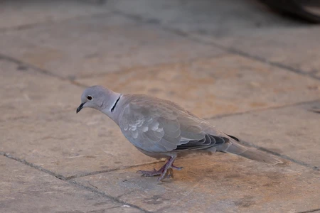 Solitary Dove on Stone Pavement