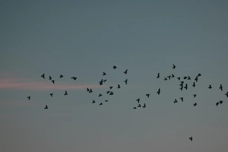 Flock in Flight