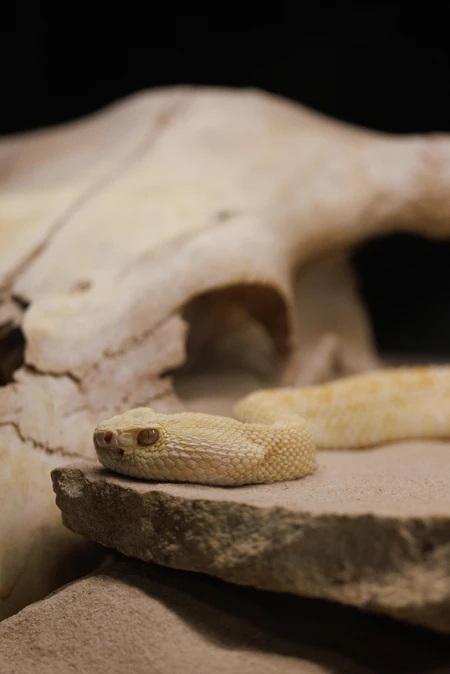 Desert Snake on Rock
