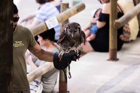 Owl Display at Zoo