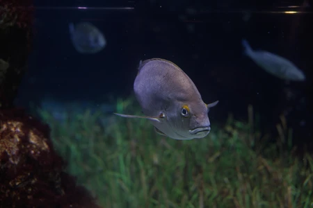 Underwater Fish