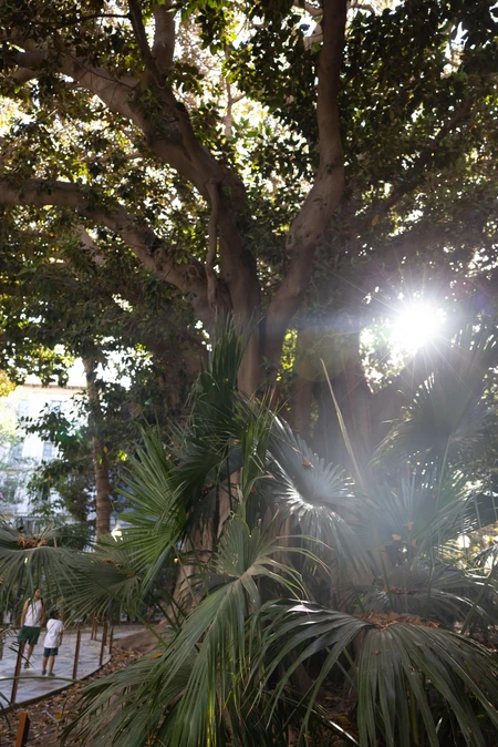 Sunlight Through Trees