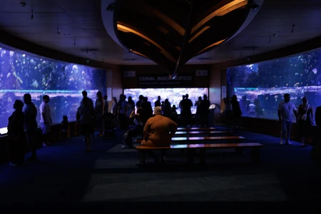 Underwater Aquarium Observation