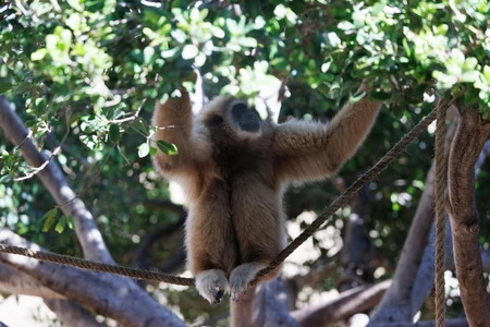 Gibbon in Natural Habitat