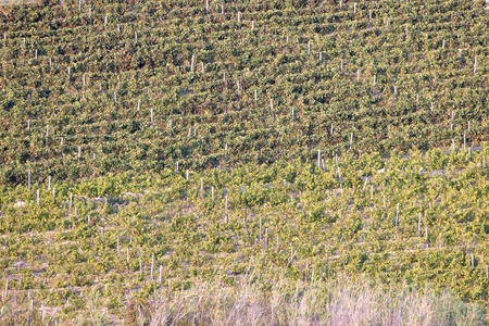 Vineyard Landscape