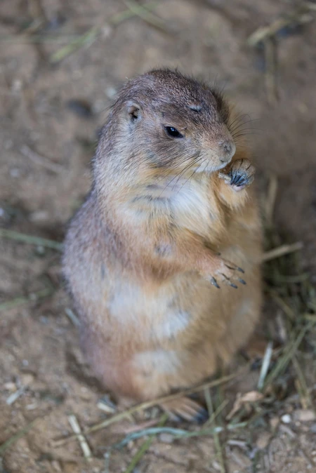 Prairie Dog in Natural Habitat