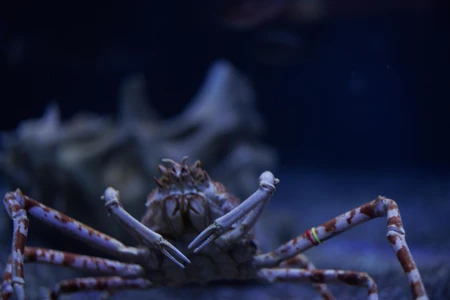 Close-up of a Spider Crab