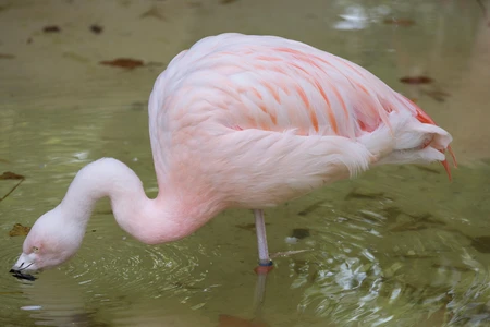 Flamingo in Shallow Water