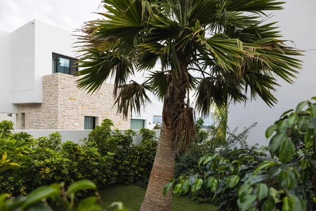 Modern House with Palm Tree