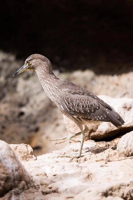 Solitary Heron in Rocky Terrain