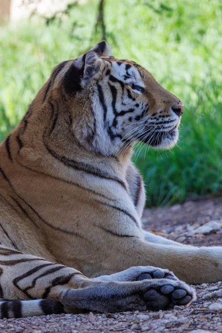 Tiger in Natural Habitat