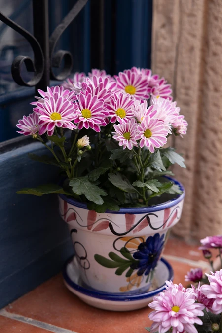 Potted Pink Daisies