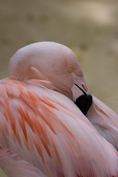 Resting Flamingo
