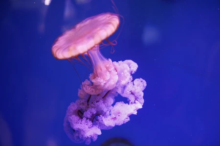 Graceful Jellyfish
