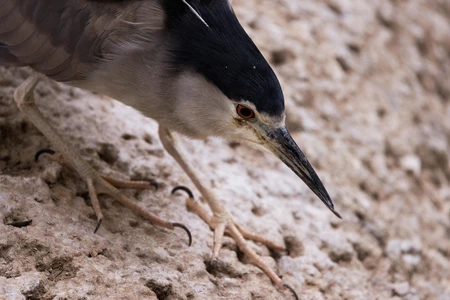 Close-up of a Heron
