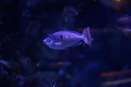 Underwater Serenity
