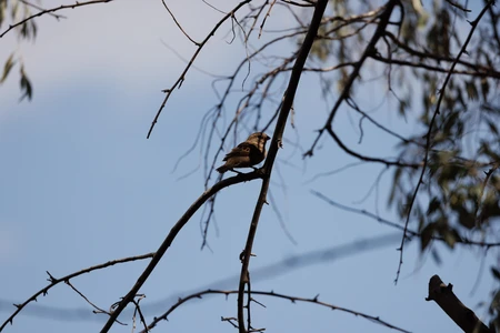 Sparrow on a Branch