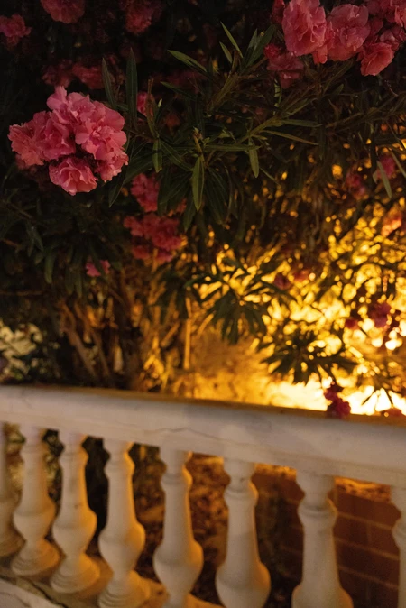 Illuminated Evening Blooms