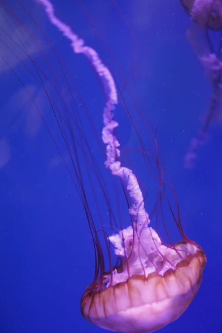 Graceful Jellyfish