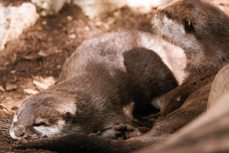 Resting Otters